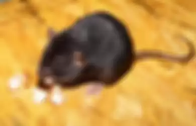 Ilustrasi tikus hitam