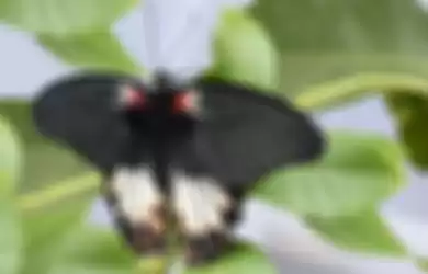 Ilustrasi kupu-kupu hitam