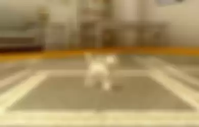 Game Mobile AR With My Cat