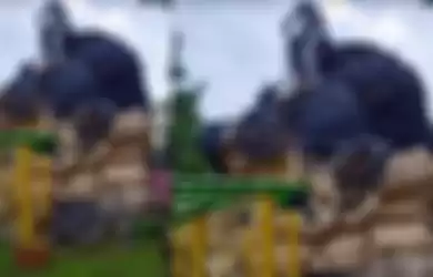 Patung gorila raksasa yang hancur karena gempa