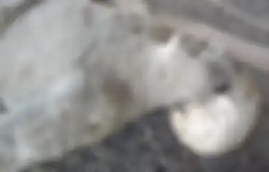 Tanpa Sikat Gigi Apalagi Pasta Gigi, Warga Kota yang Bergelimang Dosa dan Kutukan Ini Punya Gigi Sempurna, Ternyata Hanya karena Tak Makan Ini