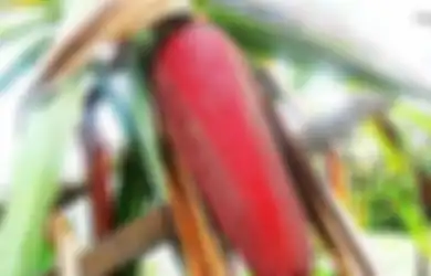 Kisah si Emas Merah yang Sempat Cetak Uang Merah dan Naiknya Ekonomi di Tanah Papua, Selalu Tersedia Setiap Kali Upacara Bakar Batu Diadakan