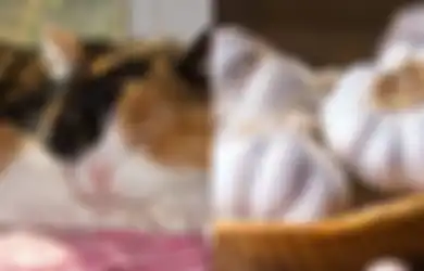 Kucing Tiga Warna; Makanan Berikut Ini Bisa Jadi Racun bagi Calico