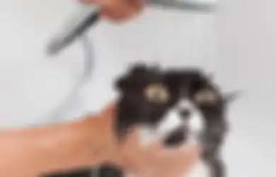 Tidak Perlu Bersusah-susah Ajak Kucing Mandi, Ini Rupanya yang Bikin Kucing Benci Air, Ajari Sejak Kecil Agar Terbiasa!
