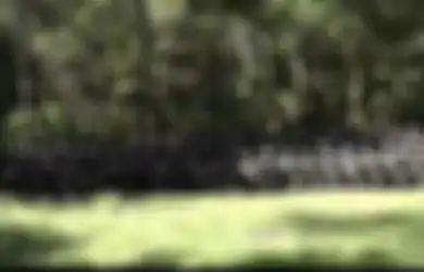 Titah Presiden Tumpas Habis KKB Papua, Inilah Pasukan Khusus yang Dikerahkan untuk Menumpas KKB Papua, Dijuluki 'Pasukan Setan', Seperti Ini Kemampuannya