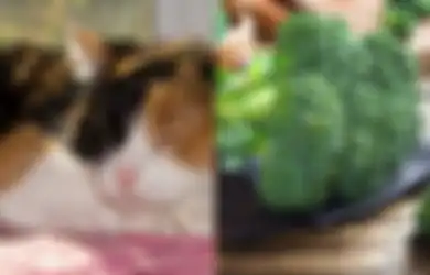 Kucing Tiga Warna; 8 Makanan Manusia Aman Dikonsumsi Kucing Calico