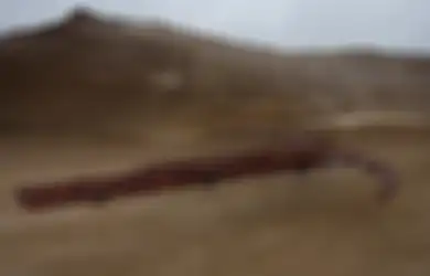 Inilah 8 Mesin Perang Abad Pertengahan yang ‘Aneh’, Termasuk Senjata Pemusnah Massal Pertama di Dunia, Salah Satu Desainnya Muncul Kembali Berabad-abad Kemudian