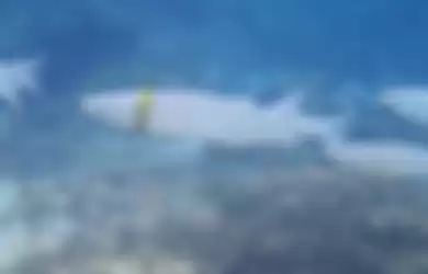 Seekor ikan mullet atau belanak malang yang terlilit cincin kawin emas di perairan dekat Pulau Norfolk, Australia.