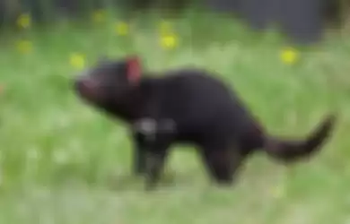 Setelah 3.000 Tahun, Hewan Tasmanian Devil Lahir Kembali di Australia