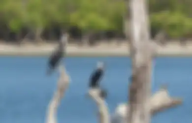 Ada Danau Indah Rumah Ribuan Burung di Timor Leste, Rupanya Simpan Kisah Mengerikan Ini