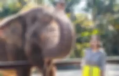 Nagita Slavina ngidam ketemu gajah