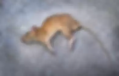 Ilustrasi tikus 