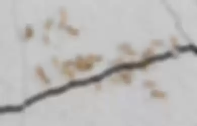 Cara mengusir semut dari rumah menggunakan bahan alami