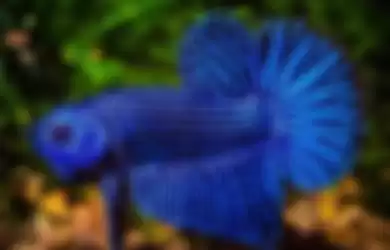 Berikut ini 6 faktor yang menjadi penyebab warna ikan cupang memudar. Fotonya pun tak lagi memesona.