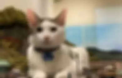 Salah satu kucing yang  sering bermain-main di diorama pada restoran milik Naoki Teraoka.