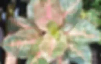 Intip 6 potret aglonema harlequin, tanaman hias cantik yang bikin kita makin yakin harganya bisa menembus ratusan juta rupiah.