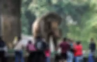 Ganjil genap berlaku di jalan menuju Kebun Binatang Ragunan saat weekend (ilustrasi)