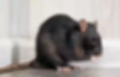 Siapa sangka cuma dengan menggunakan cabai, tikus di rumah lari terbirit-birit.