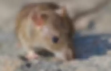 Cara mengusir tikus dari rumah dengan bahan alami