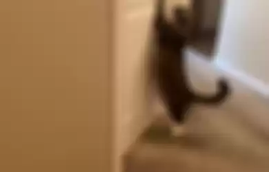 Kenapa sih kucing suka nungguin kita di depan kamar mandi?