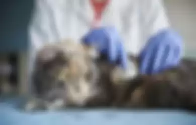 Segera lakukan pemeriksaan ke dokter hewan terdekat, jika kucing terlihat sakit