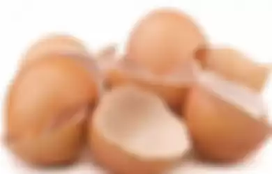 cangkang telur dapat dikonsumsi