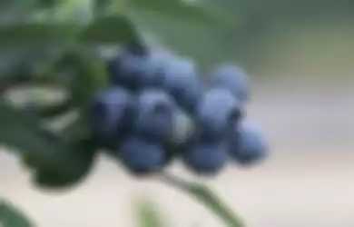 Blueberry salah satu buah yang bermanfaat untuk otak