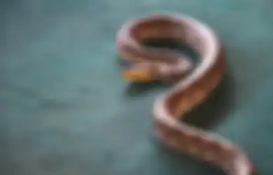 Arti Mimpi Membunuh Ular Menurut Primbon Jawa, Benarkah Berkaitan Dengan Firasat Buruk?