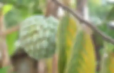 Ibu Hamil di Indonesia Sama Sekali Tidak Tahu, Ternyata Konsumsi Buah Srikaya Bisa Cegah Berbagai Masalah Ini Selama Kehamilan, Nyesal Baru Tahu!