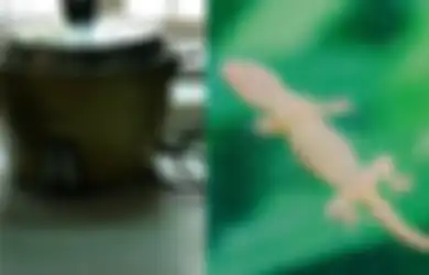 Jangan Sampai Keburu Jadi 'Rempeyek' di Rice Cooker Seperti Foto Viral Ini, Segera Usir Cicak dari Rumah dengan Bahan di Meja Makan Anda