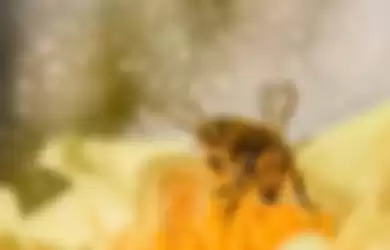 Arti mimpi disengat lebah