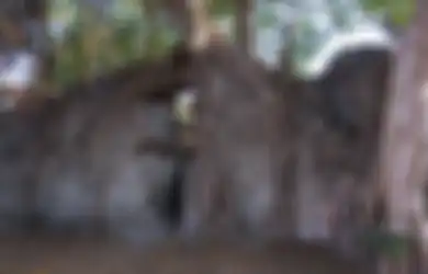 Reruntuhan Benteng Portugis di Timor Leste Ini Ditumbuhi Pohon Beringin, Hati-hati Jika Anda Melihat Buaya Berkeliaran