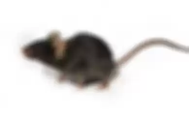 Tikus yang bersarang di plafon rumah kita dapat dibasmi dengan 6 cara ampuh ini. 