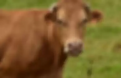 Tak banyak orang tahu kalau sapi limosin jadi ras sapi tertua di dunia, loh.