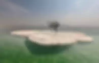 Pohon Kesepian di Laut Mati