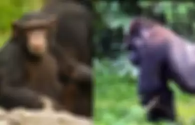 Simpanse (kiri) dan gorila sebelumnya dikenal nggak suka melakukan kekerasan terhadap satu sama lain.