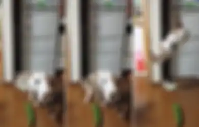Jangan Pernah Kagetkan Kucing dengan Mentimun! Ini Rupanya Alasan Kucing Takut dengan Mentimun, Waspada Bisa Pengaruhi Pemiliknya
