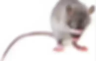 Cara mengusir tikus menggunakan bahan alami