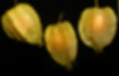 Kabar Baik Buat Pengidap Diabetes di Seluruh Indonesia, Cukup dengan Minum Air Buah Ciplukan Setiap Hari, Kondisi Tubuh Akan Berubah Seperti Ini, Intip Cara Pembuatannya