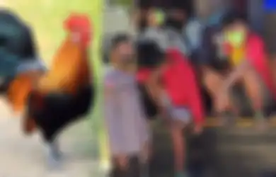Ada yang Membawa Ayam, 113 Warga Timor Leste Ditangkap karena Memasuki WIlayah Indonesia, Apa yang Tengah Terjadi?