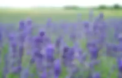 White Grosso adalah bunga lavender yang memiliki warna putih.