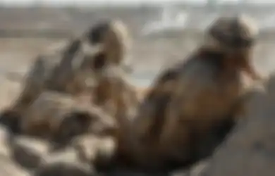 Bikin Kaget Pemberontak Taliban! Kisah Sniper yang Tugas di Afghanistan dan Berhasil ‘Bungkam’ Penembak Senapan Mesin Taliban dari Jarak 2.475 Meter, Rekor!