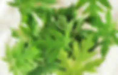 Kurang Digemari Karena Rasanya yang Pahit, Coba Tahan Rasa Eneg Saat Makan Daun Pepaya, Rupanya Manfaatnya Bagi Tubuh Sangatlah Banyak Termasuk Obat Mujarab untuk Sakit Sehari-hari Ini