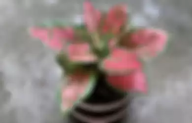 Ilustrasi tanaman hias Aglonema Roxy Pink. 