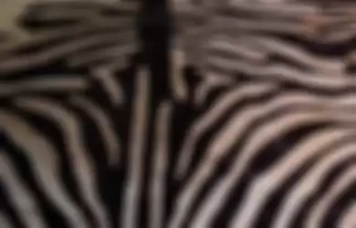 Karpet sapi bulu motif zebra. 