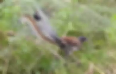 Burung lyrebird yang dikenal mampu niruin berbagai macam suara.