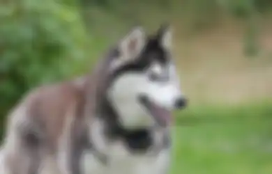 Beli siberian husky sales