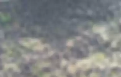 Foto ribuan burung pipit berjatuhan di sebuah kuburan di Bali menuai sorotan. Terkait hal ini, ahli mengungkap fakta sebenarnya.