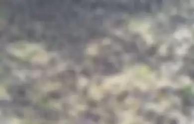 Foto ribuan burung pipit berjatuhan di sebuah kuburan di Bali menuai sorotan. Terkait hal ini, ahli mengungkap fakta sebenarnya.