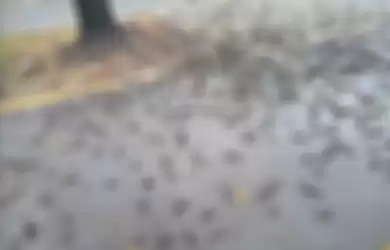 Hasil tangkap layar dari video milik petugas kebersihan Pemkot Cirebon, Selasa (14/9/2021). Ratusan burung mati mendadak di halaman Pemkot Cirebon